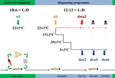 Acclimations to Cold and Warm Conditions Differently Affect the Energy Metabolism of Diapausing Larvae of the European Corn Borer Ostrinia nubilalis (Hbn.)